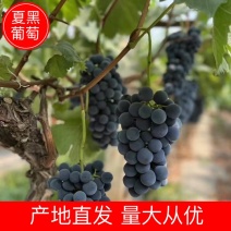 夏黑葡萄河北夏黑葡萄皮薄多汁基地直供对接全国市场
