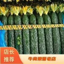 密刺黄瓜顶花带刺黄瓜
