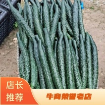 曲堤黄瓜干花带刺优质商品黄瓜对接市场电商欢迎电联