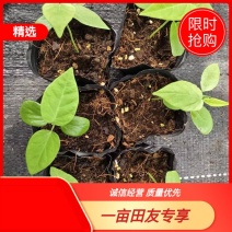 热情果苗产地直发质量保证诚信经营棵棵精品
