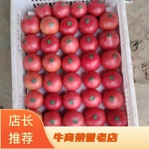 【严选】山东西红柿硬粉西红柿质量三包大棚种植全国发货