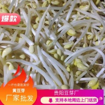 贵阳厂家批发黄豆芽诚信经营货源充足稳定欢迎选购