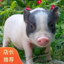 实力种猪场，巴马小香猪长期大量供应