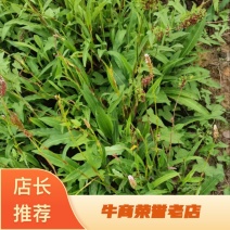 贵州毕节草血竭种子，现摘现发，纯净度高，欢迎订购