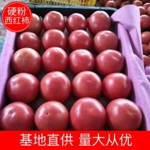 精品硬粉西红柿四川西红柿弧3以上基地直发代发全国