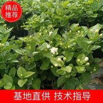 【牛商优选】广西茉莉花基地直供售后无忧大量供应