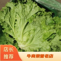 (精品生菜)一手货产地直发，品质保证加工厂食堂市场