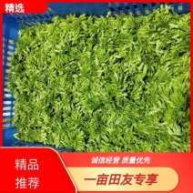 【质优】精品夜香花物美价廉价格优惠现摘现发一手货