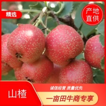 【代发全国】山东泰安七月红山楂现摘现发产地直供欢迎来电