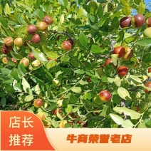 嫁接丰产双仁药用酸枣苗，现挖现发，当年栽种当年挂果。