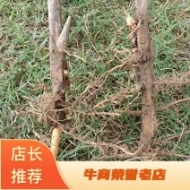 河南精品芦苇苗，天然芦苇苗绿化植物批发芦苇种苗