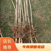 芦苇苗河道绿化，净化水质，耐旱成活率高，