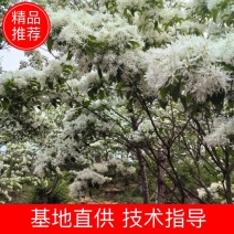 流苏树
