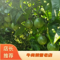 大基地精品百香果钦蜜9号百香果可统果可分拣