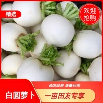 优质盐城白圆萝卜，欢迎各大商超老板前来选购