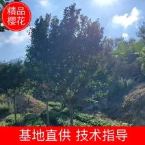 樱花树苗圃直发规格齐全提供技术欢迎咨询购买