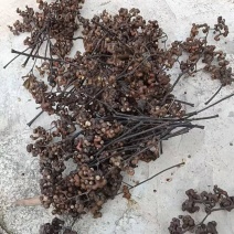 湖北荆门拐枣大量供应一手货源价格美丽欢迎下单