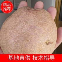 甘肃青薯九号，产地直发，价格合理，品种齐全，欢迎您来选购