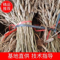 广西桑树苗/桑树苗/大量供应/规格齐全