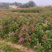 木荷裸根苗基地直发量大从优诚信合作欢迎来电咨询