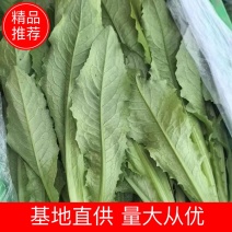 油麦菜河北邯郸基地直供对接电商市场商超量大从优视频看货
