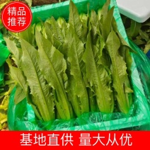 河北油麦菜基地直供量大从优对接市场商超平台欢迎致电