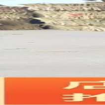 【茉莉花】四川茉莉枝成活率高提供技术知道对接全国欢迎来电