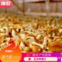 滑子菇内蒙古森工国企出品产地直供北纬52度黄金产区