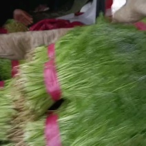 茴香产地直供保证质量代发全国