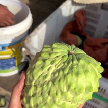 顺丰凤梨牛奶释迦甜如蜂蜜入口即化产地直供现摘现发