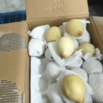 水晶梨，鸭梨，产地常年供应，规格齐全，量大从优，质量保证