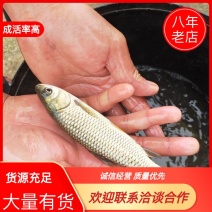草鱼苗，各种鱼苗，鱼苗体格好，生长快，成活率高，容易养殖