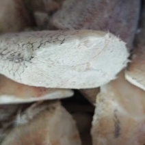 鳕鱼尾新鲜水产货，大量上，肉质鲜美，可产地视频看货