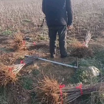甜茶苗苗平邑甜茶苗嫁接苹果砧木苗蒙山甜茶苗