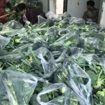 【优质推荐】西兰花湖北新鲜耐寒西蓝花量大质优支持视频看货