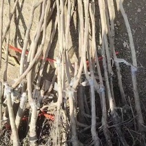 无核脆甜柿子苗摘下即可食用阳丰太秋次郎包成活