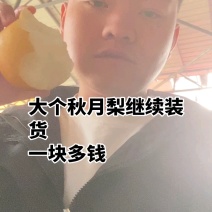 秋月梨大量上市现货供应，欢迎各位老板洽谈合作、保质保量