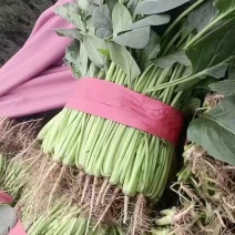 河北邯郸大叶菠菜大量上市产地发货一手货源充足量大从优