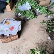 朝天椒苗，线椒苗螺丝椒苗，美人椒苗，皱皮辣椒苗艳红小米辣