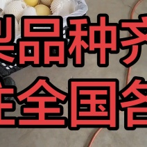 高脆果皇冠梨29斤，大量有货！