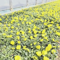抗寒类花卉植物三色堇颜色多，基地直供，可视频看货