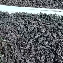 【厂家直发】九华山黄精茶九蒸九晒黄精茶品质佳无杂可零售可批