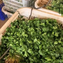 小叶香菜大叶香菜产地看货论价保质保量欢迎订购