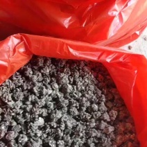 猫爪草批发信阳产地一手货源尖爪干净无硫水洗3遍