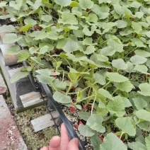 【精品】绿宝甜瓜苗，直颗、嫁接苗，基地现发，量大从优