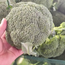西兰花绿翡翠西兰花精品西兰花产地发货支持视频发货