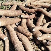 华南九号黄肉木薯品质保证服务周到产地直发价格美丽