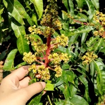 澳芒果苗也叫苹果芒，大果子香甜好吃的，嫁接苗