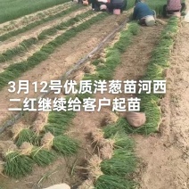 万亩洋葱苗育苗基地，大量批发优质高产洋葱苗，品种齐全