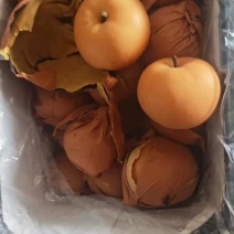 秋月梨装车中，半车现货批发